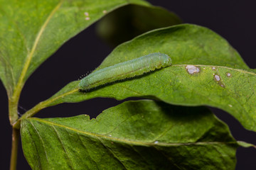 The Psyche caterpillar