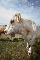 Close-up of cow in pasture against blue sky