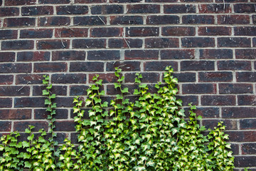 Concrete wall with ivy growing up it
