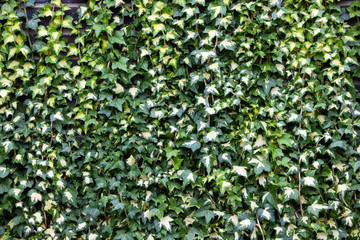 Ivy