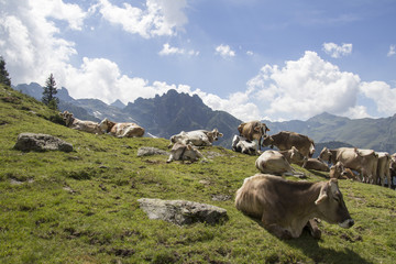 Mucche al pascolo