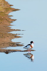 Common Shelduck in River Axe estuary near Seaton