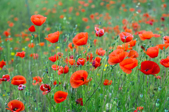 blossoming wild  red poppies