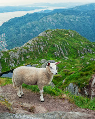 Fototapeta premium A sheep in the meadow. Norway