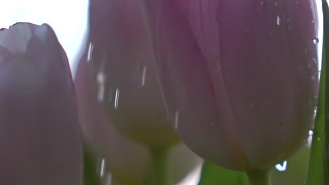 Watering pink tulips. Freshness, care or growth concept. Super slow motion macro shot