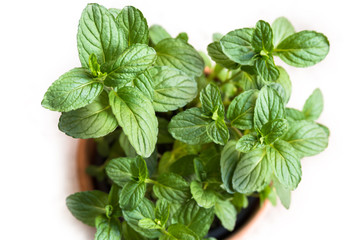 Pianta di menta fresca © Alessio Orrù