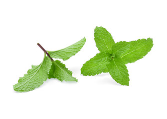 Mint leaves isolated on white background.