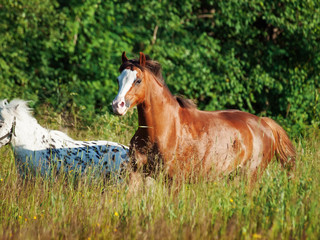 Fototapeta premium walijski kuc i mini Appaloosa biegają w terenie