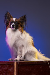 Studio portrait of a small yawning puppy Papillon