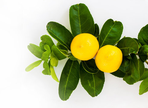 Yellow fresh lemon with green bunch of lemon tree