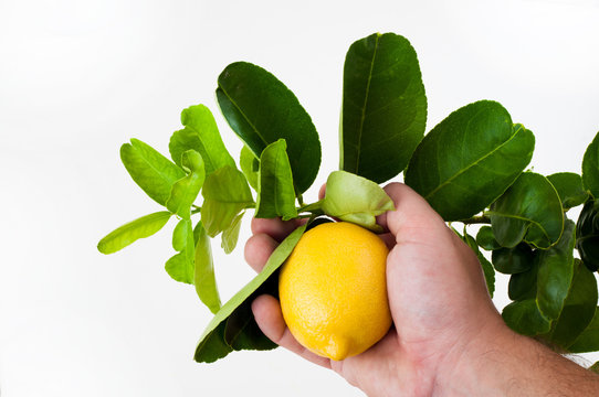 Man collect fresh yellow lemon from lemon branch tree
