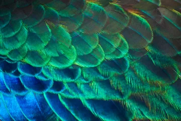 Crédence de cuisine en verre imprimé Paon Détails et couleurs des plumes de paon.