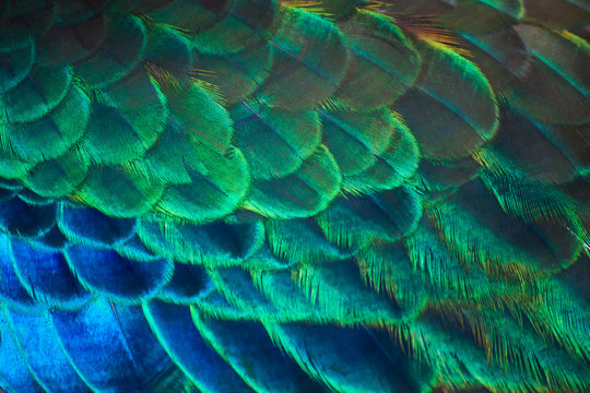 Details and colors of peacock feathers.