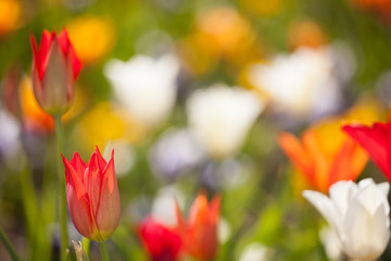 buntes tulpenbeet mit roten tulpen und unscharfer mitte
