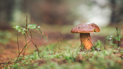 Mushrooms in the forest