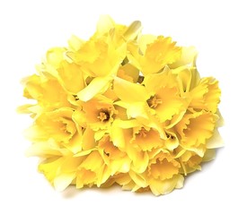 Daffodil flowers close up