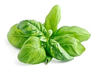Basil leaves isolated.