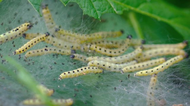 Colony of caterpillars on plant leaves. Apple ermine.