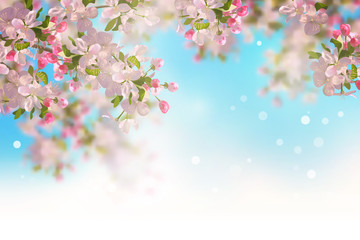 Fototapeta premium Spring Cherry Blossom