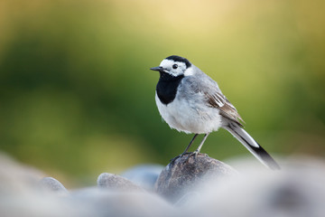 Motacilla alba on green background