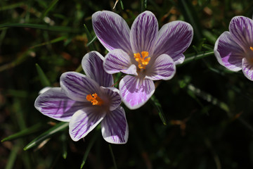 Blühende Krokus an Ostern