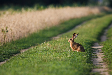 Rabbit in grass