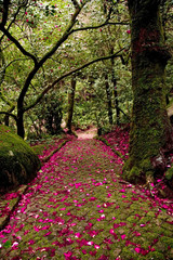 Floresta coberta de petalas