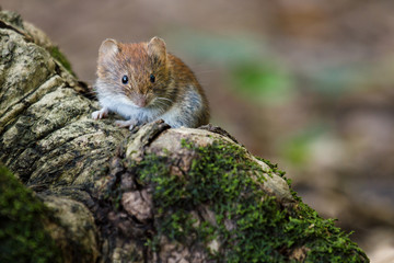 Wild wood mouse sitting on the forest wood