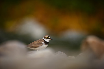 Obraz premium Charadrius dubius 