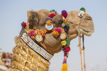 Decorated camel at Desert Festival in Jaisalmer, Rajasthan, India.
