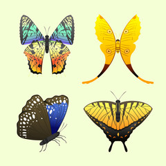 Colorful butterflies with abstract decorative pattern summer free fly present silhouette and beauty nature spring insect decoration. vector illustration.