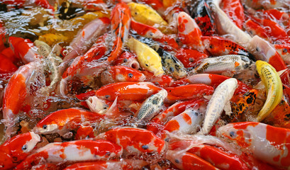 Koi carps crowding together competing for food