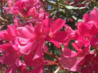 oleander flower blossom bloom pink