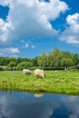 Obraz premium Skudden Hausschafe am Wallsee in Oldenburg in Holstein