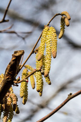 Naklejka premium Catkins