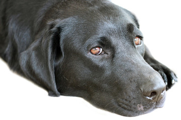Black Labrador Dog Close Up Laying Down Looking