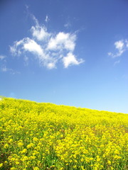 青空と菜の花咲く風景