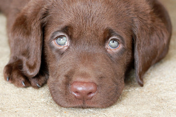 Chocolate Labrador Puppy Close Up Laying Down Looking Cute