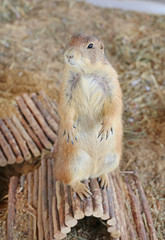 Black tailed prairie dog (Cynomys ludovicianus)