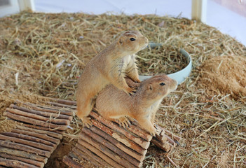 Black tailed prairie dog (Cynomys ludovicianus)