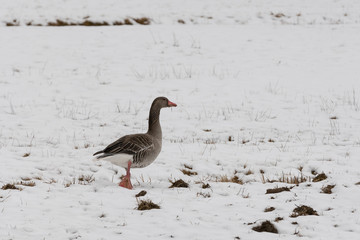 wild goose in the snow