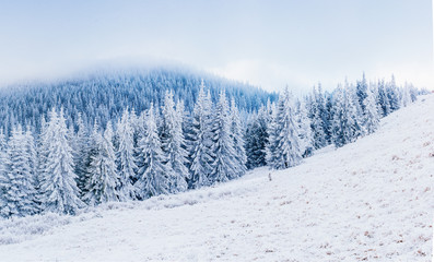 starry sky in winter snowy night. fantastic milky way in the New