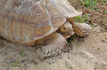 A single tortoise recoiling into his shell