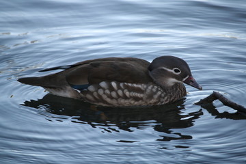 Canard