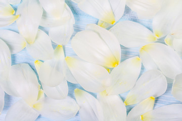 Fototapeta na wymiar White tulip petals on blue background
