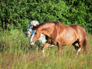 Obraz na płótnie Canvas welsh pony and mini Appaloosa running in the field
