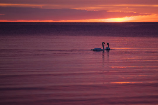 Gruop of swans at sunset sea