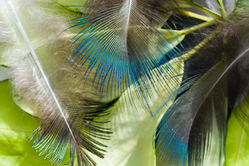 Abstract background of peacock feathers on green leaves