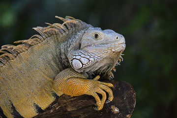 Close up portrait of a resting iguana in Island Mauritius