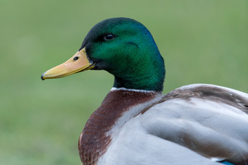 mallard at the lake